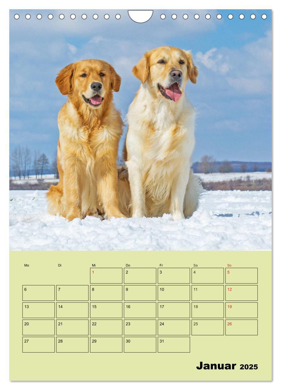 Bild: 9783435960316 | Jahresplaner Golden Retriever (Wandkalender 2025 DIN A4 hoch),...