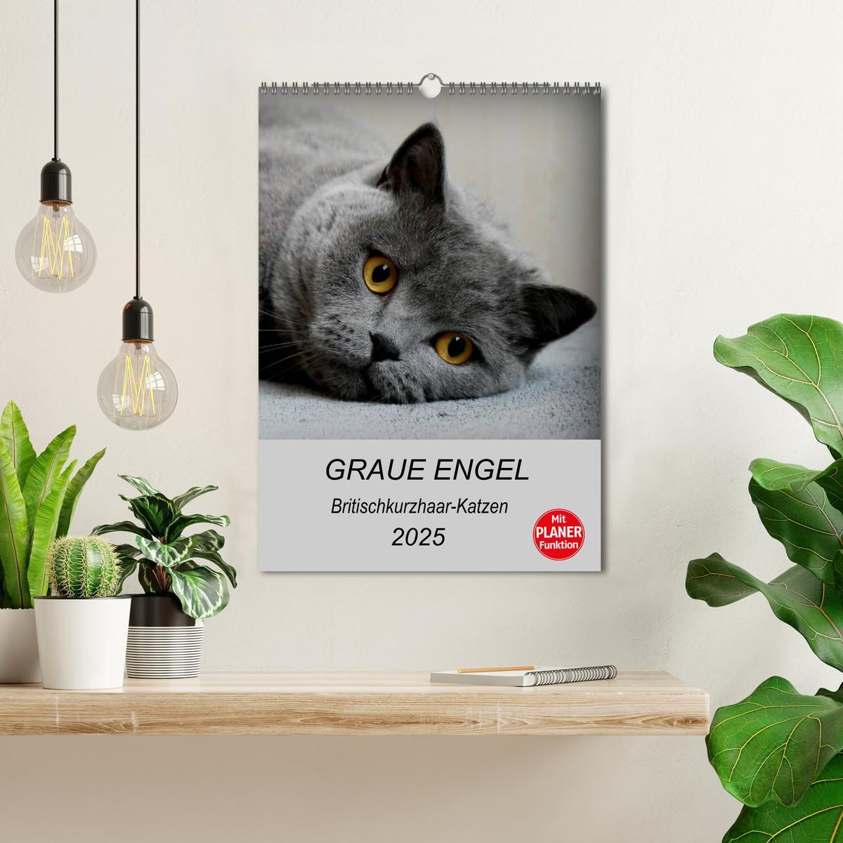 Bild: 9783435992072 | Graue Engel - Britischkurzhaar-Katzen (Wandkalender 2025 DIN A3...