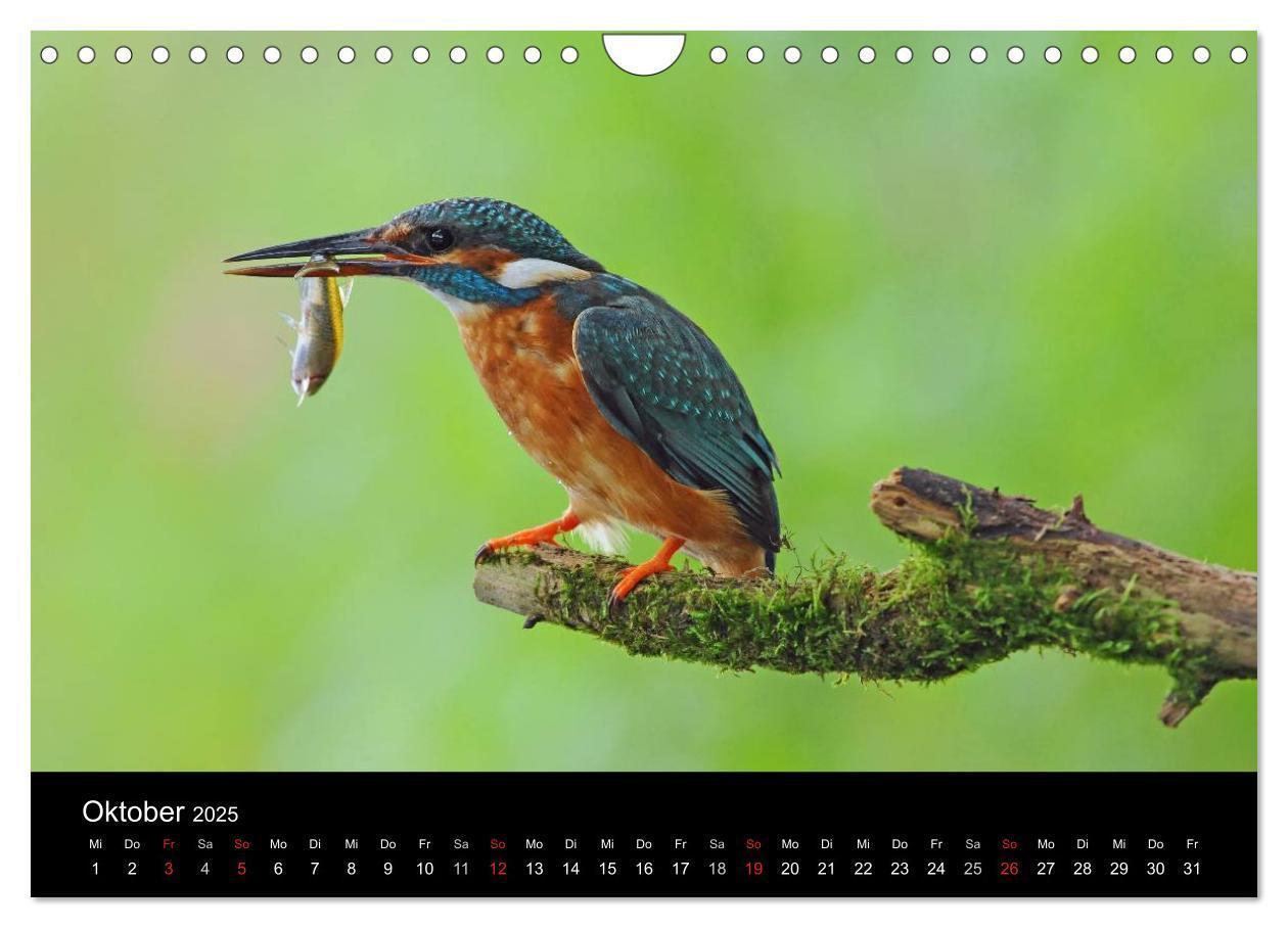 Bild: 9783435501229 | Der Eisvogel...fliegendes Juwel (Wandkalender 2025 DIN A4 quer),...