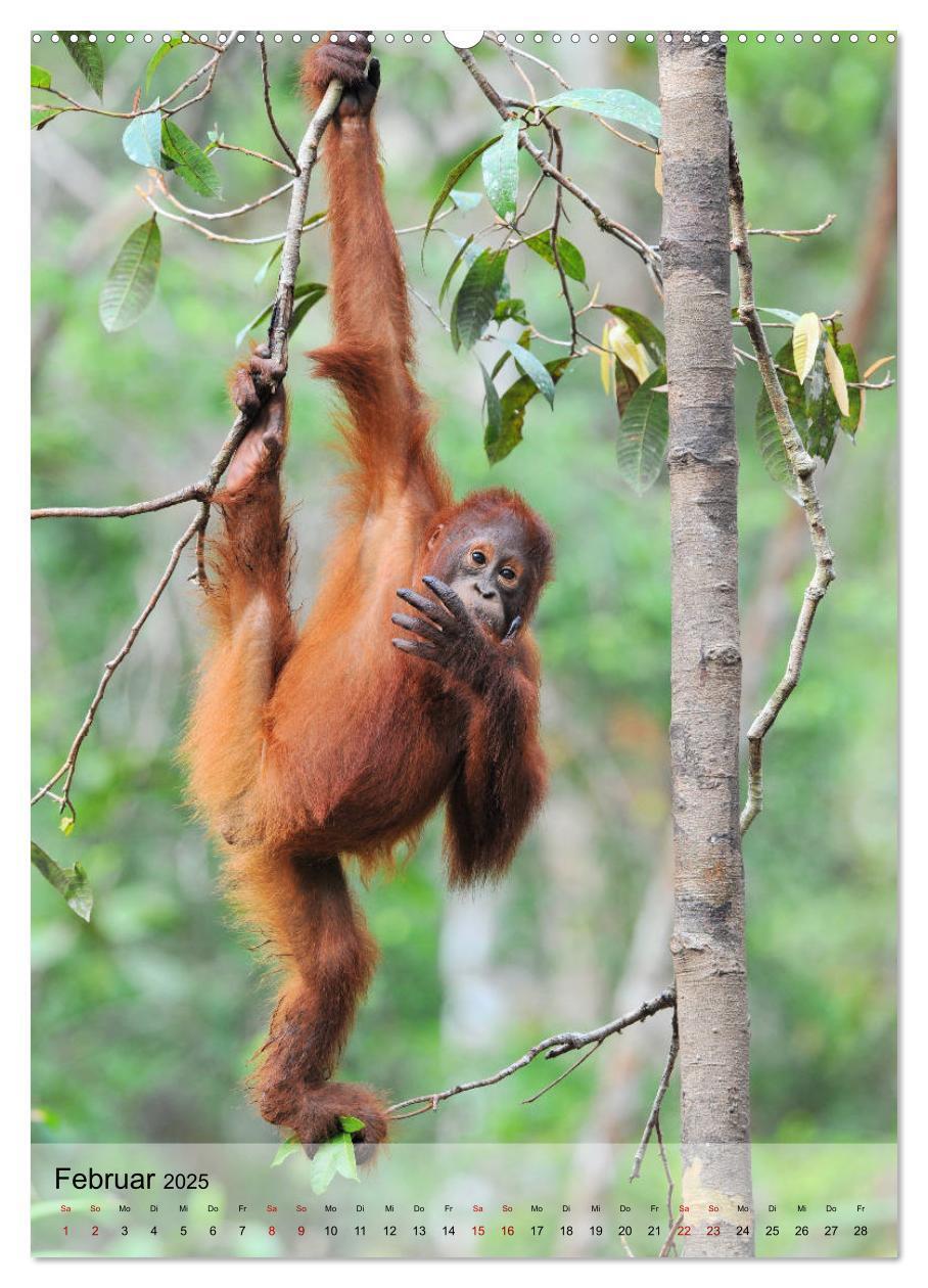 Bild: 9783435964901 | Orang Utans aus Borneo (Wandkalender 2025 DIN A2 hoch), CALVENDO...