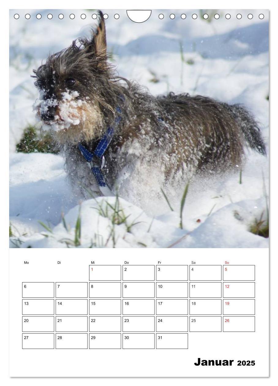 Bild: 9783457008522 | Liebenswerte Zwergrauhaardackel (Wandkalender 2025 DIN A4 hoch),...