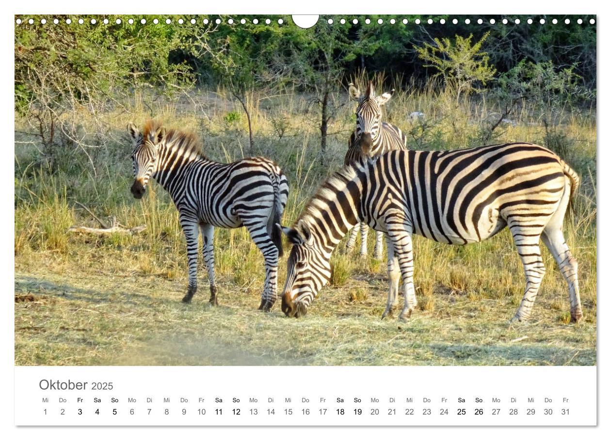 Bild: 9783435268139 | Afrika - Tiere im Krüger Nationalpark (Wandkalender 2025 DIN A3...