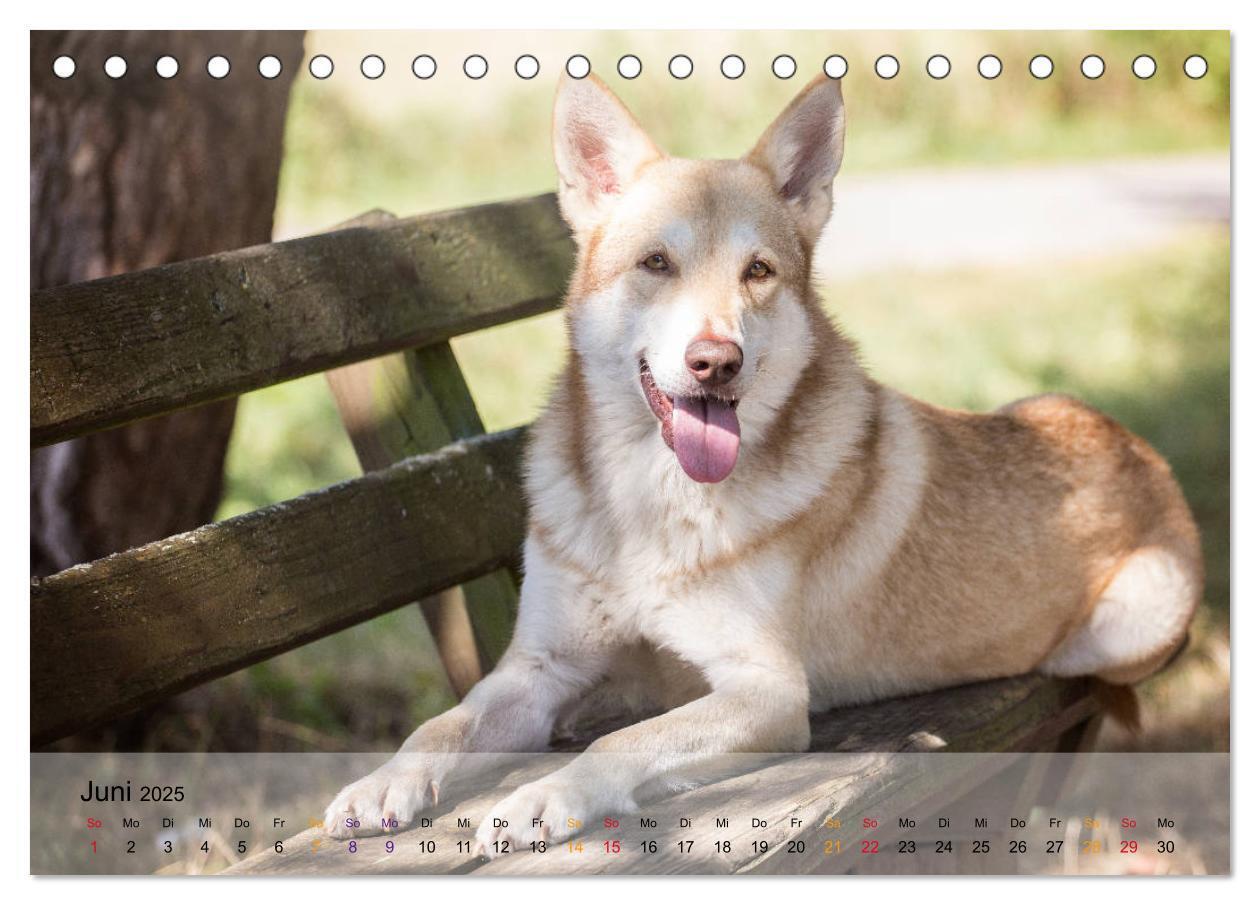 Bild: 9783435410262 | Wolfshunde 2025 (Tischkalender 2025 DIN A5 quer), CALVENDO...