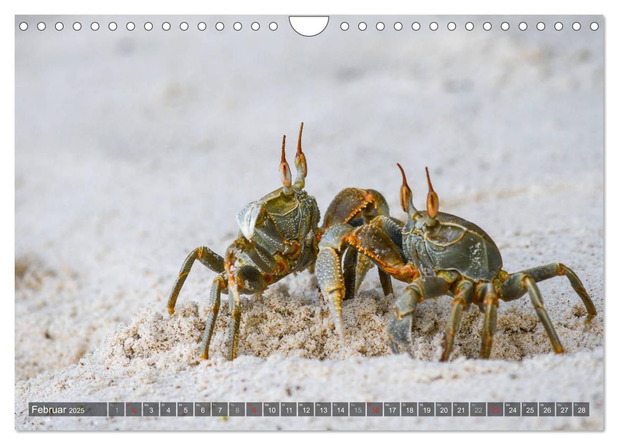 Bild: 9783435289509 | Seychellen - Das letzte Paradies auf Erden (Wandkalender 2025 DIN...