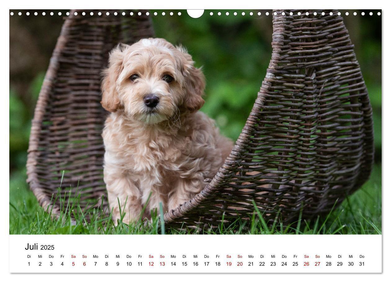 Bild: 9783435038053 | Maltipoo Welpen (Wandkalender 2025 DIN A3 quer), CALVENDO...