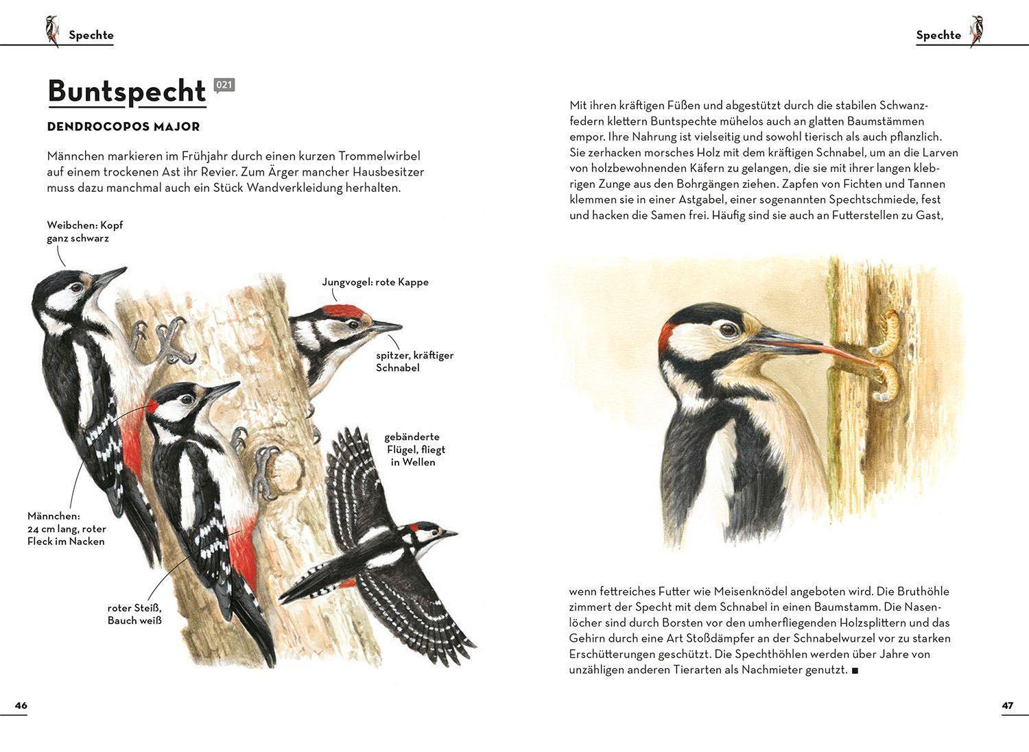 Bild: 9783440174449 | Einfach Gartenvögel | 75 Arten ganz leicht erkennen | Felix Weiß