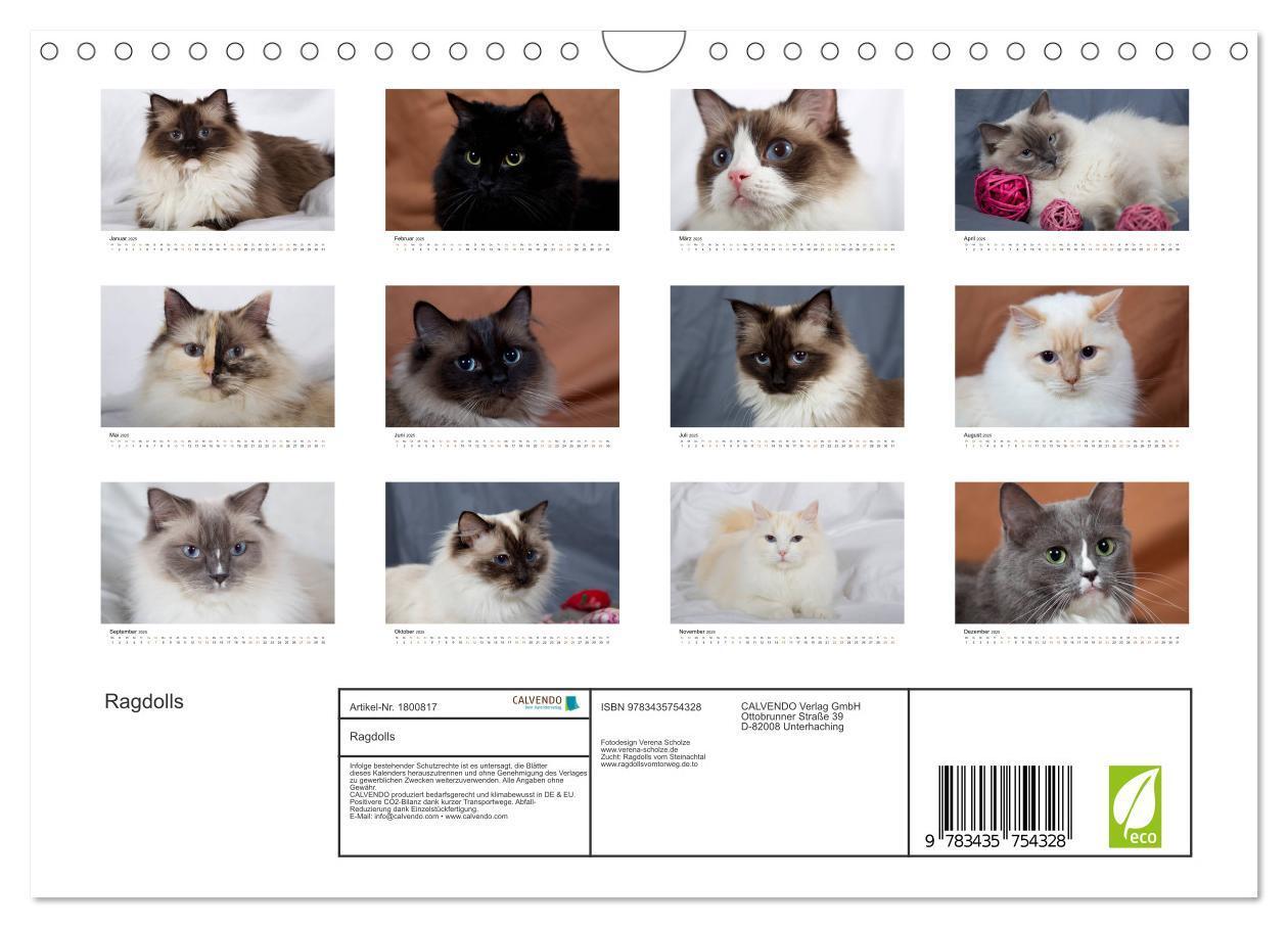 Bild: 9783435754328 | Ragdolls (Wandkalender 2025 DIN A4 quer), CALVENDO Monatskalender