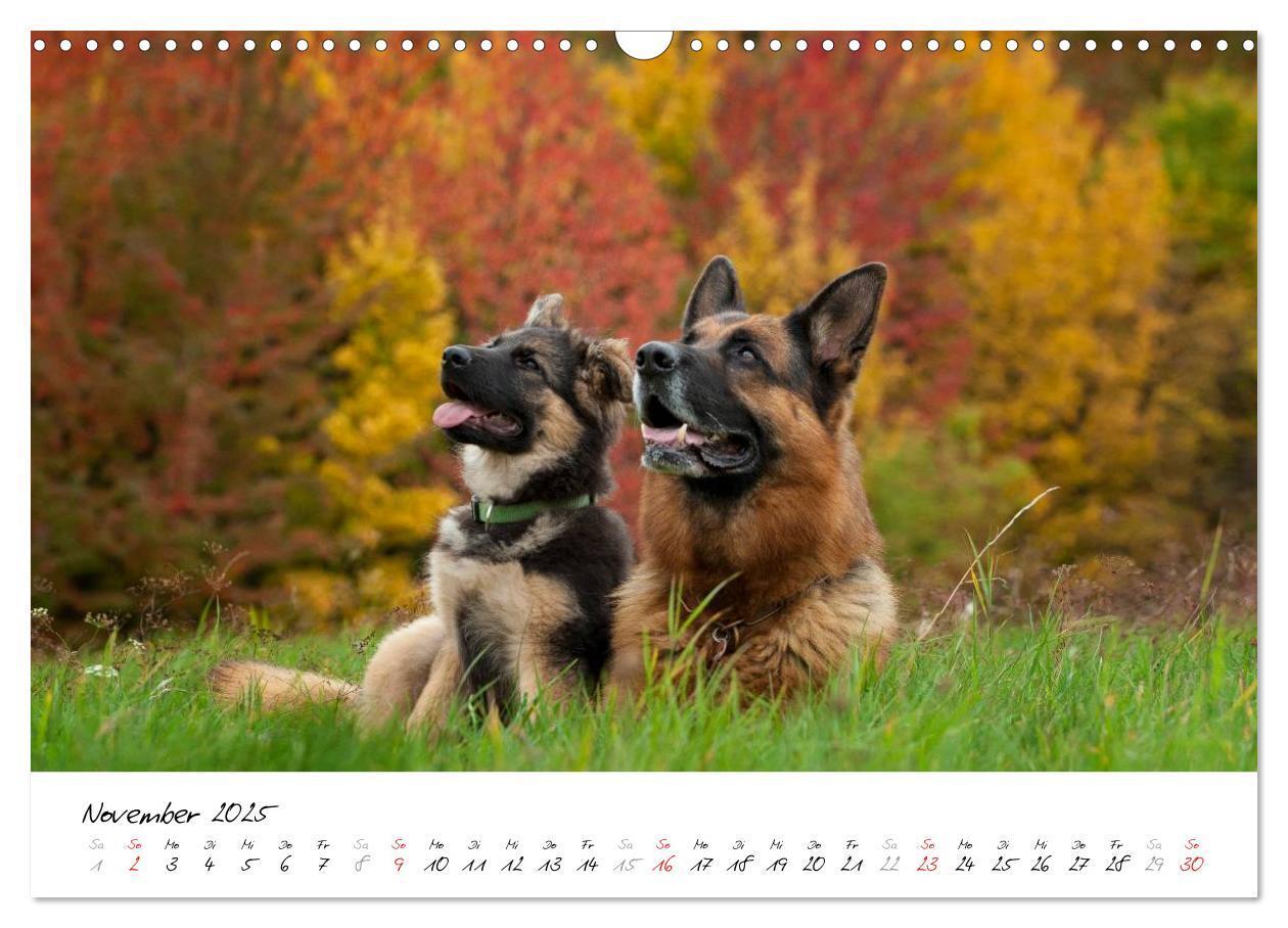 Bild: 9783435495511 | Schäferhunde Seelenhunde (Wandkalender 2025 DIN A3 quer), CALVENDO...