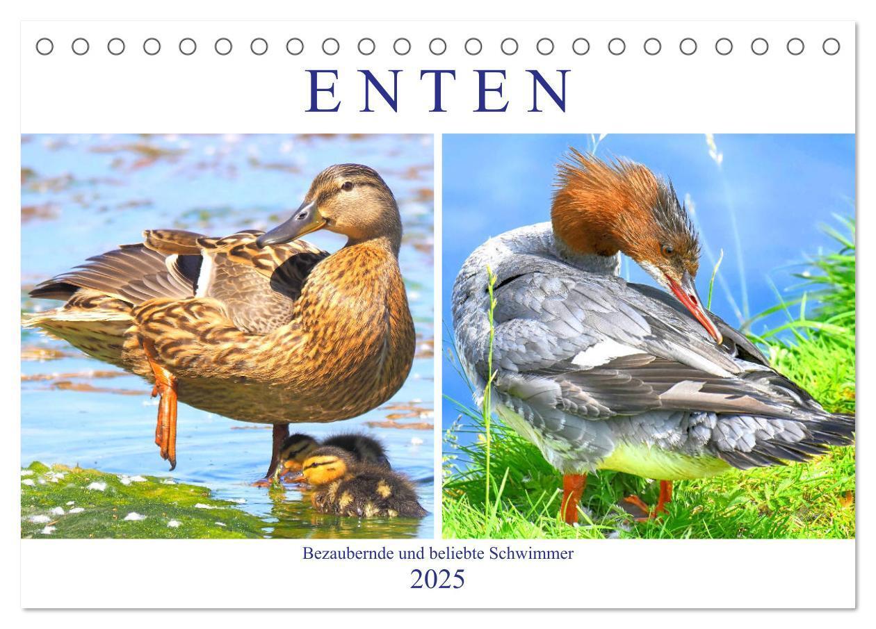 Cover: 9783435177691 | Enten. Bezaubernde und beliebte Schwimmer (Tischkalender 2025 DIN...