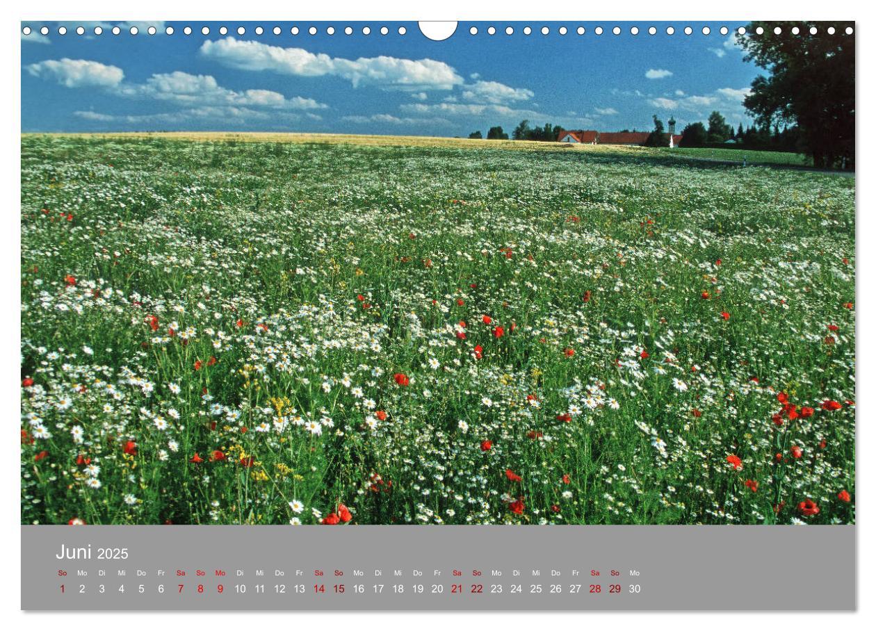 Bild: 9783435249169 | Hallertau (Wandkalender 2025 DIN A3 quer), CALVENDO Monatskalender