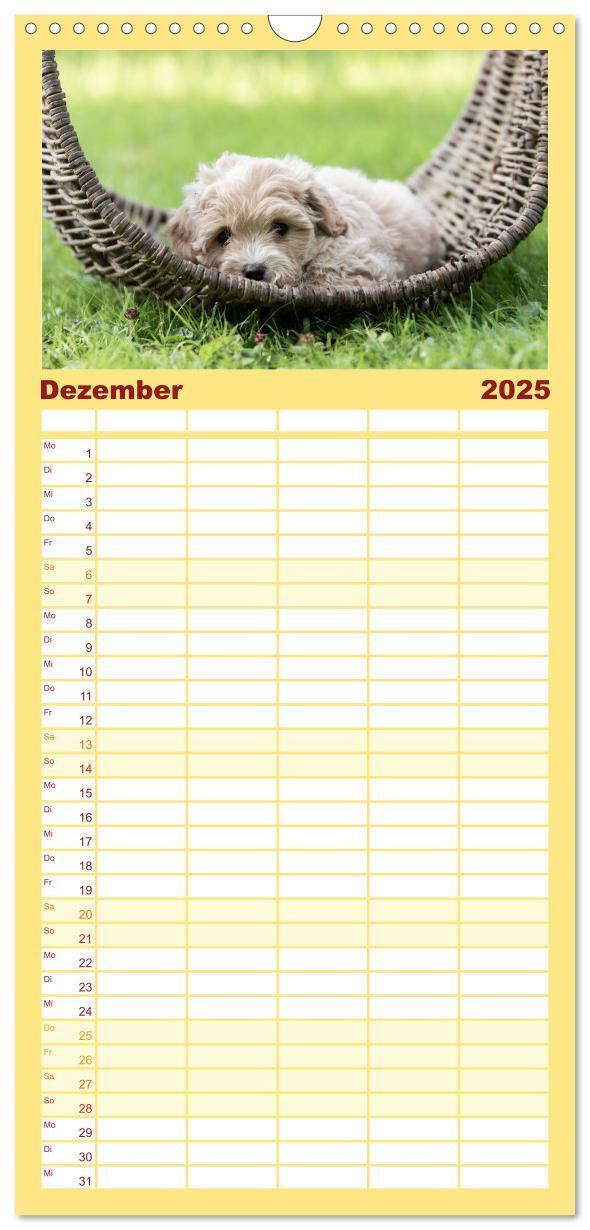 Bild: 9783457102107 | Familienplaner 2025 - Maltipoo Welpen mit 5 Spalten (Wandkalender,...