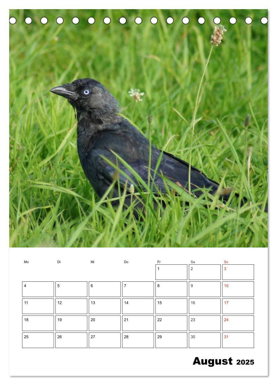 Bild: 9783457020074 | Rabenvögel Terminplaner (Tischkalender 2025 DIN A5 hoch), CALVENDO...