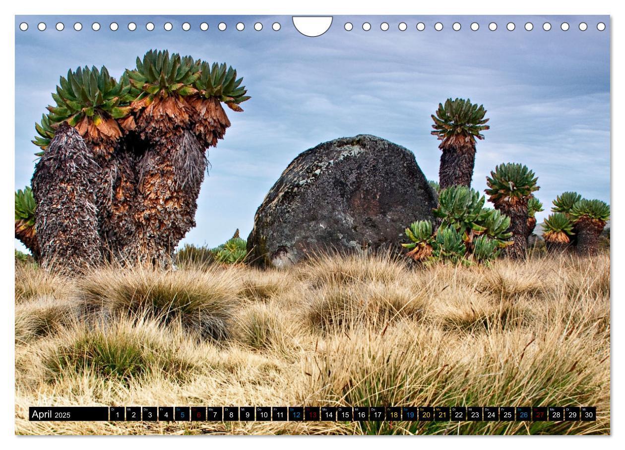 Bild: 9783383761133 | Kilimanjaro - das Dach Afrikas (Wandkalender 2025 DIN A4 quer),...