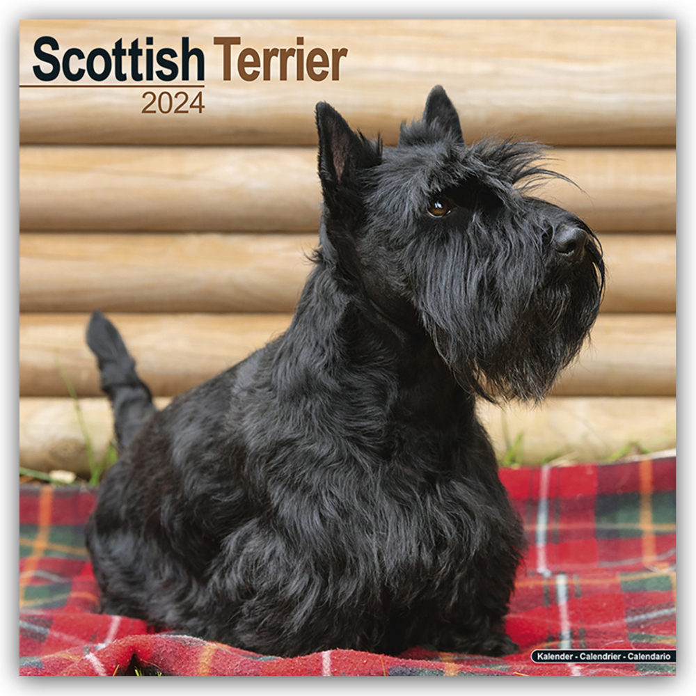 Cover: 9781804600900 | Scottish Terrier - Scottish Terrier 2024- 16-Monatskalender | Ltd