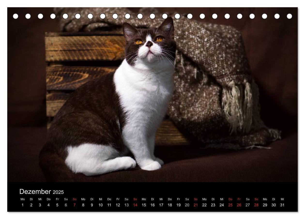 Bild: 9783435478453 | Schokoladige Britisch Kurzhaar Katzen (Tischkalender 2025 DIN A5...