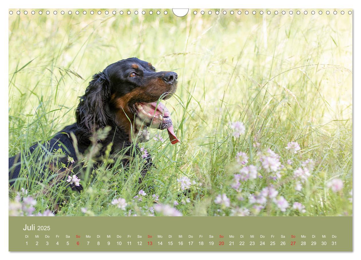 Bild: 9783435191727 | Setter - Geliebter Freund und Jagdkamerad (Wandkalender 2025 DIN A3...