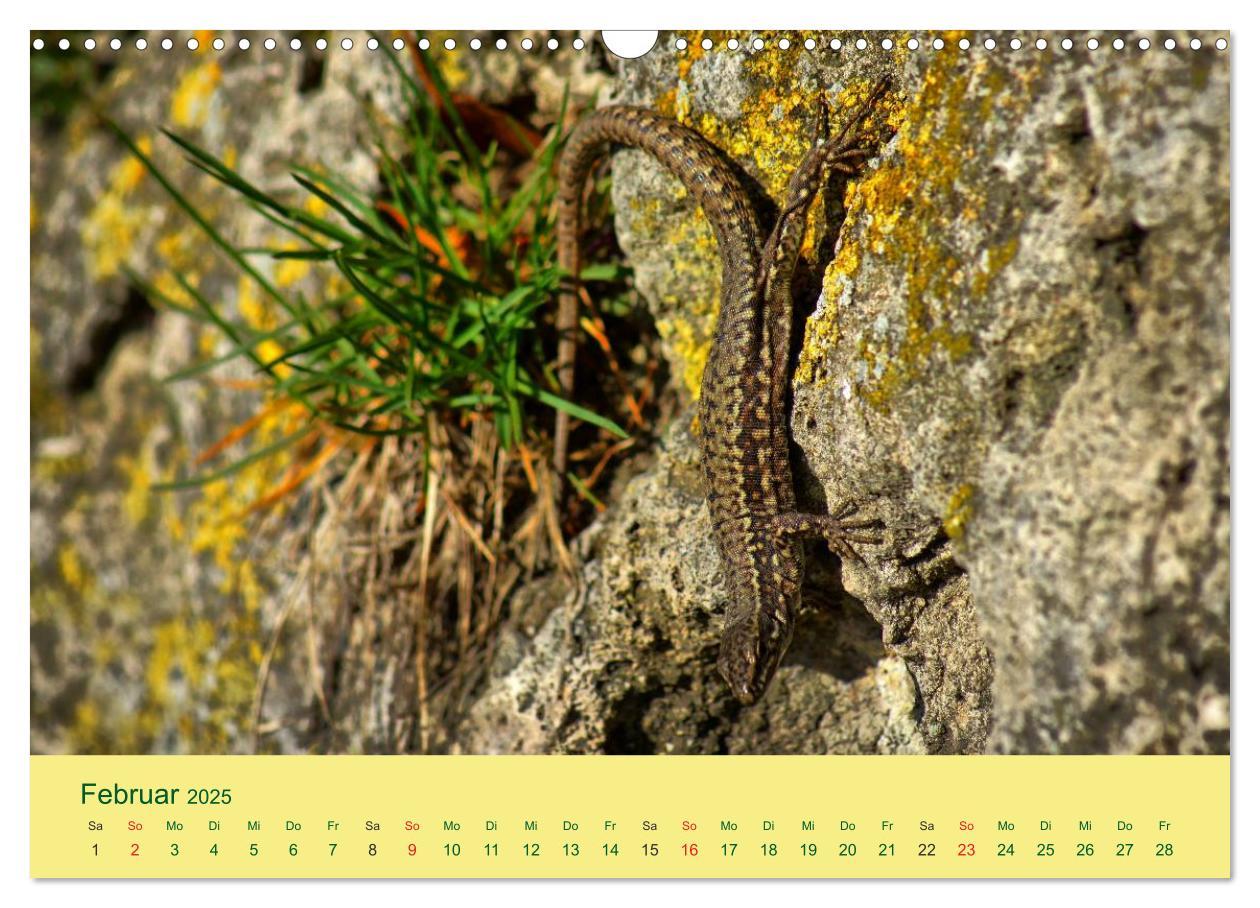 Bild: 9783435508822 | Flinke Eidechsen (Wandkalender 2025 DIN A3 quer), CALVENDO...