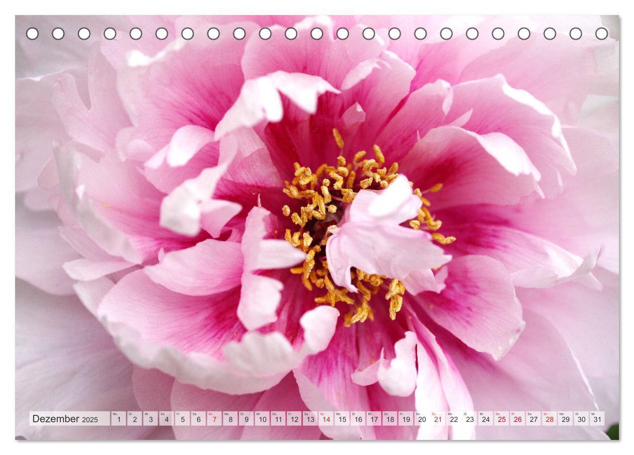 Bild: 9783435283996 | PFINGSTROSEN Rosen ohne Dornen (Tischkalender 2025 DIN A5 quer),...