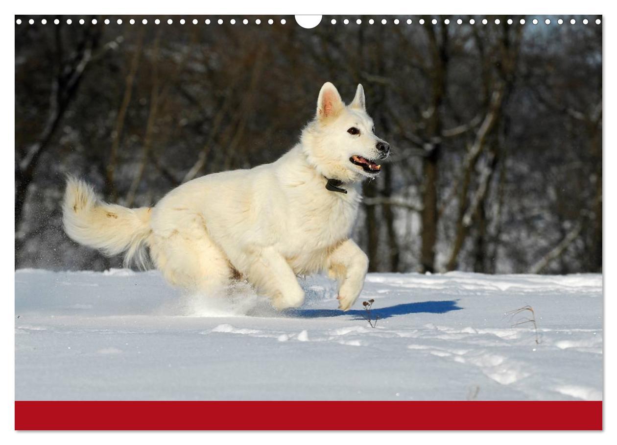 Bild: 9783435765560 | Weißer Schweizer Schäferhund (Wandkalender 2025 DIN A3 quer),...