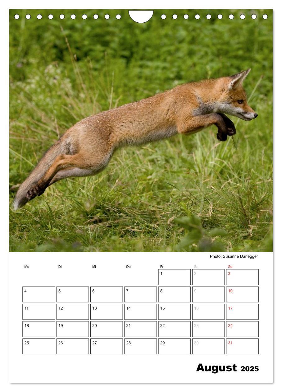 Bild: 9783457087008 | Rotfuchs - Impressionen (Wandkalender 2025 DIN A4 hoch), CALVENDO...