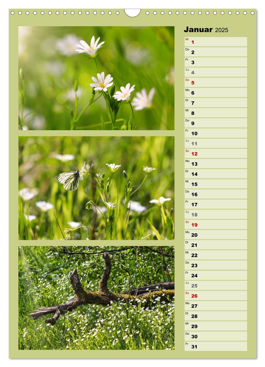 Bild: 9783457173336 | Farbenzauber, bunte Wiesen und bunte Falter (Wandkalender 2025 DIN...