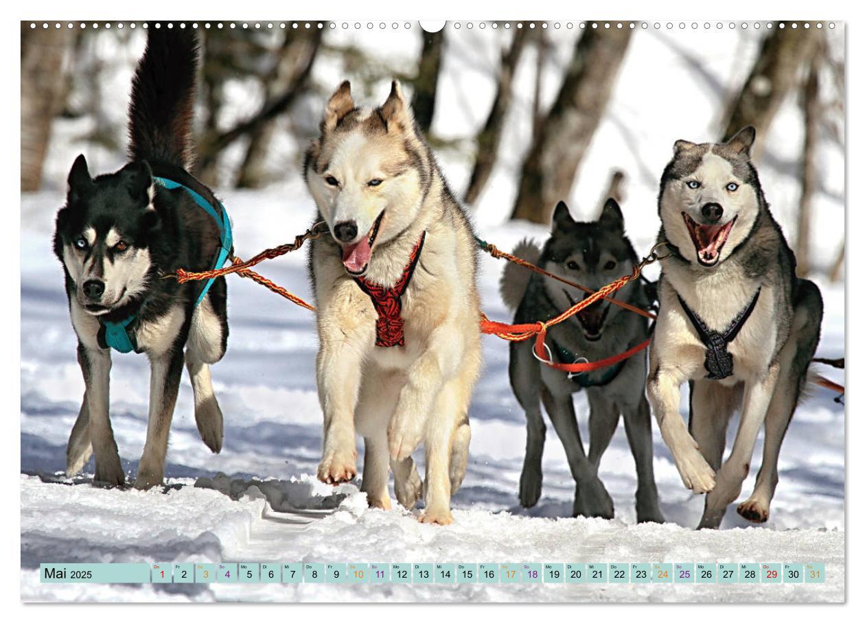 Bild: 9783435143856 | Huskies - Tolle Gefährten (Wandkalender 2025 DIN A2 quer), CALVENDO...