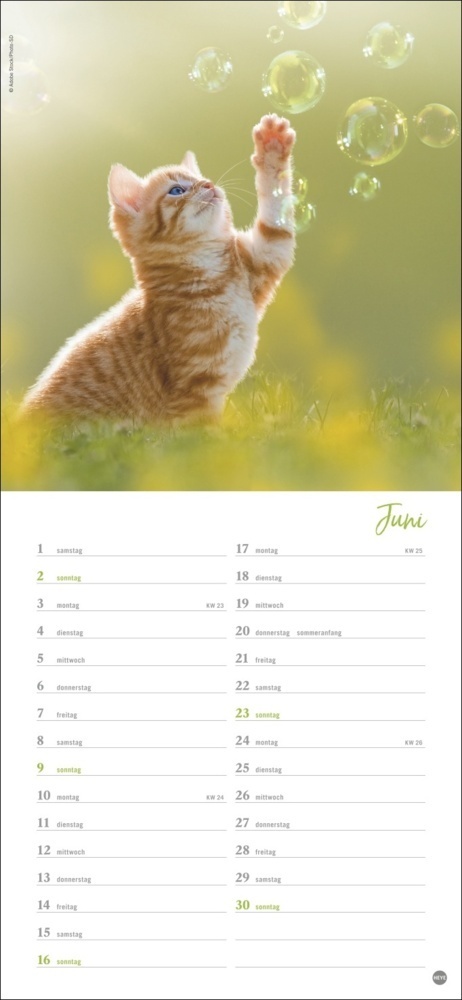 Bild: 9783756400324 | Katzen slim - Auf sanften Pfoten Kalender 2024. Tierkalender mit...