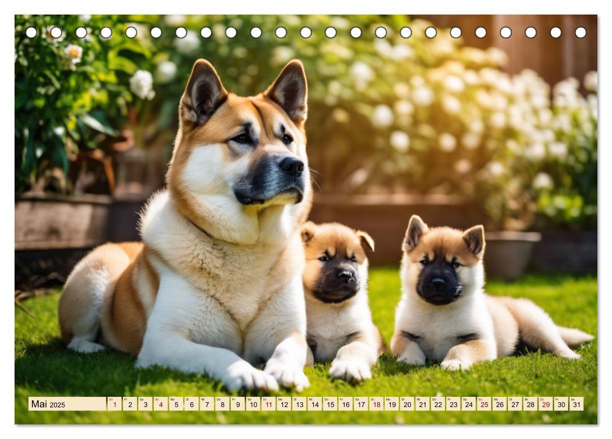 Bild: 9783457071731 | Akita Inu - Inbegriff der Treue (Tischkalender 2025 DIN A5 quer),...