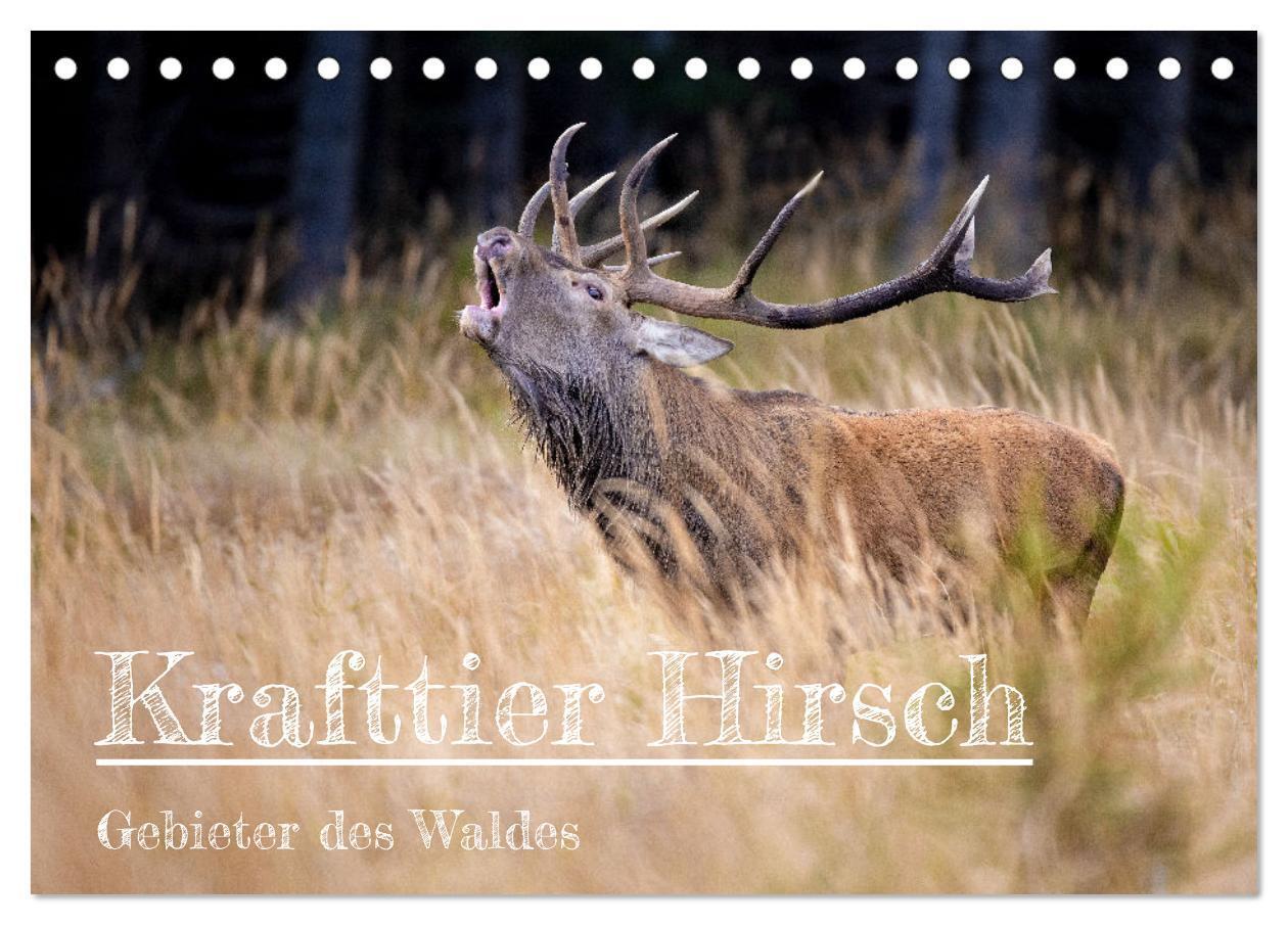 Cover: 9783675622104 | Krafttier Hirsch (Tischkalender 2024 DIN A5 quer), CALVENDO...