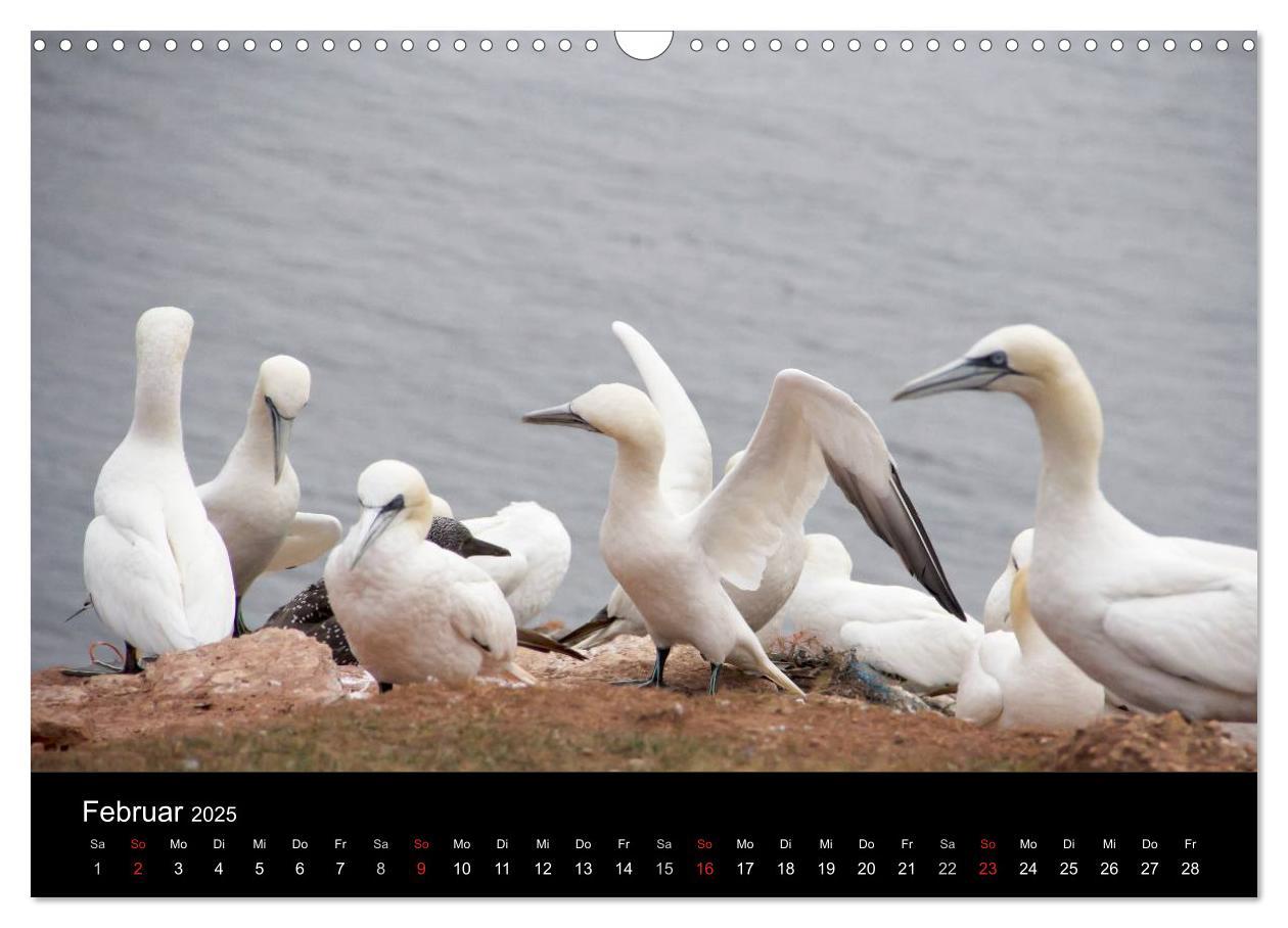 Bild: 9783435730766 | Helgoland - idyllische Nordseeinsel (Wandkalender 2025 DIN A3...