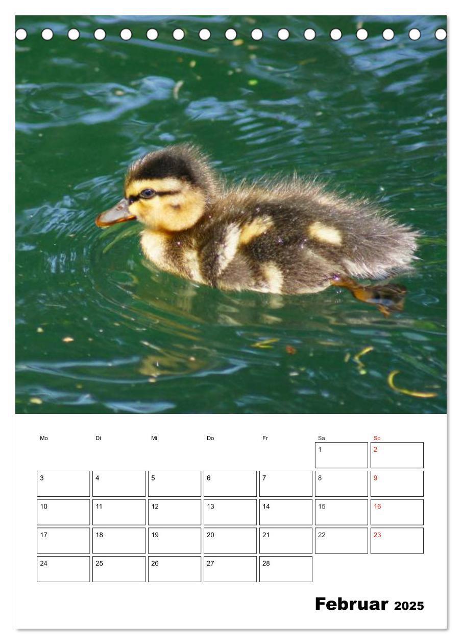 Bild: 9783457000076 | Liebenswerte Enten (Tischkalender 2025 DIN A5 hoch), CALVENDO...