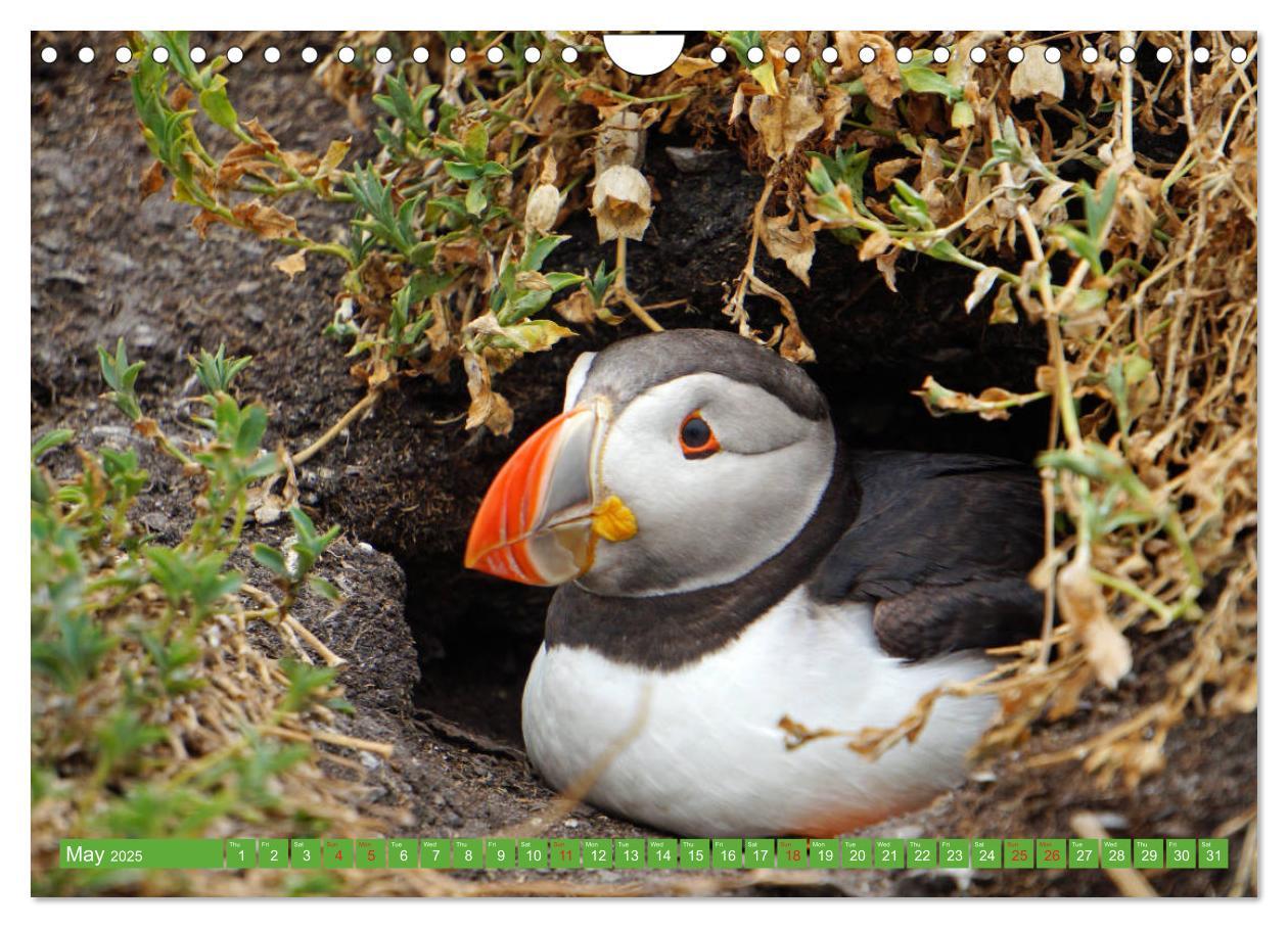 Bild: 9781325944064 | Puffins - small birds very big (Wall Calendar 2025 DIN A4...