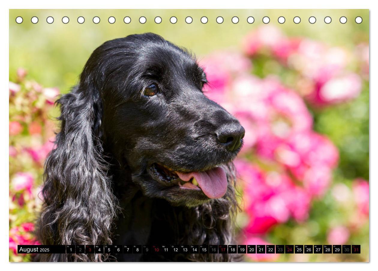 Bild: 9783435447312 | English Cocker Spaniel - Fröhliche Gesellen (Tischkalender 2025 DIN...