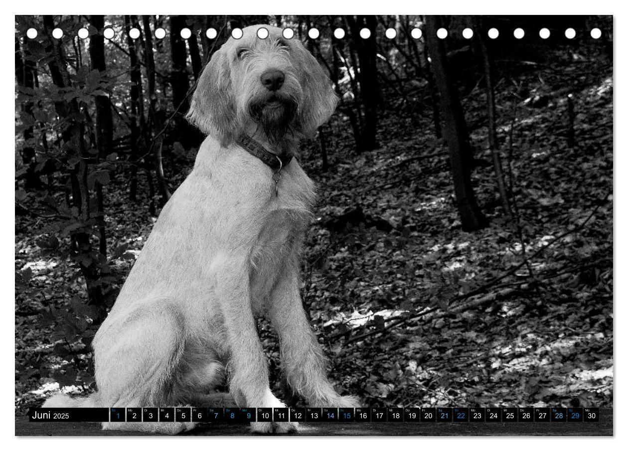 Bild: 9783435628575 | Carissimo Spinone Italiano (Tischkalender 2025 DIN A5 quer),...