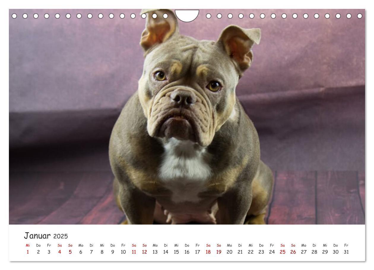 Bild: 9783435105328 | Wunderschöne Bulldoggen (Wandkalender 2025 DIN A4 quer), CALVENDO...