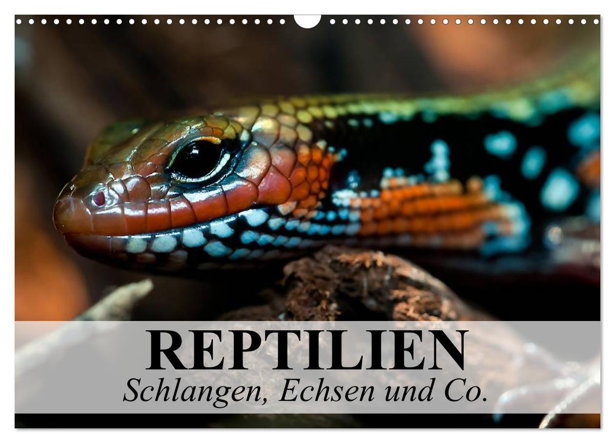 Cover: 9783383412912 | Reptilien Schlangen, Echsen und Co. (Wandkalender 2024 DIN A3...