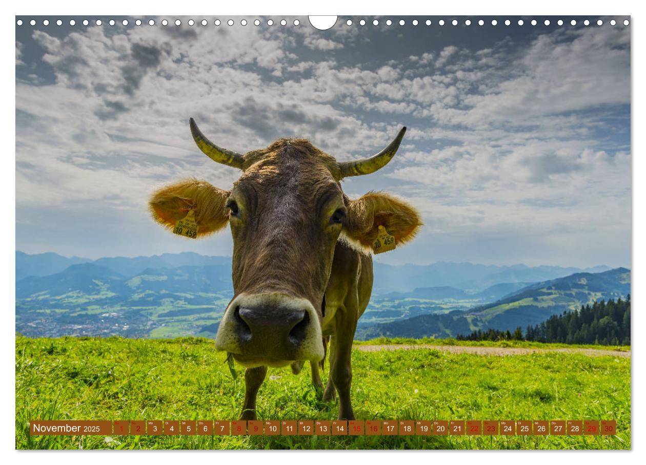 Bild: 9783435347469 | Allgäuer Schönheiten Allgäu - Land der Kühe (Wandkalender 2025 DIN...