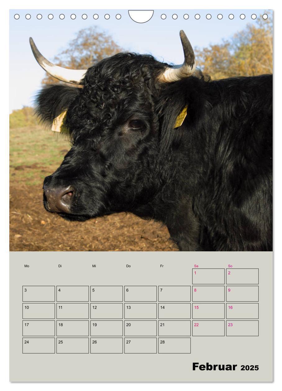 Bild: 9783435970292 | Kuhportraits Hornkühe (Wandkalender 2025 DIN A4 hoch), CALVENDO...