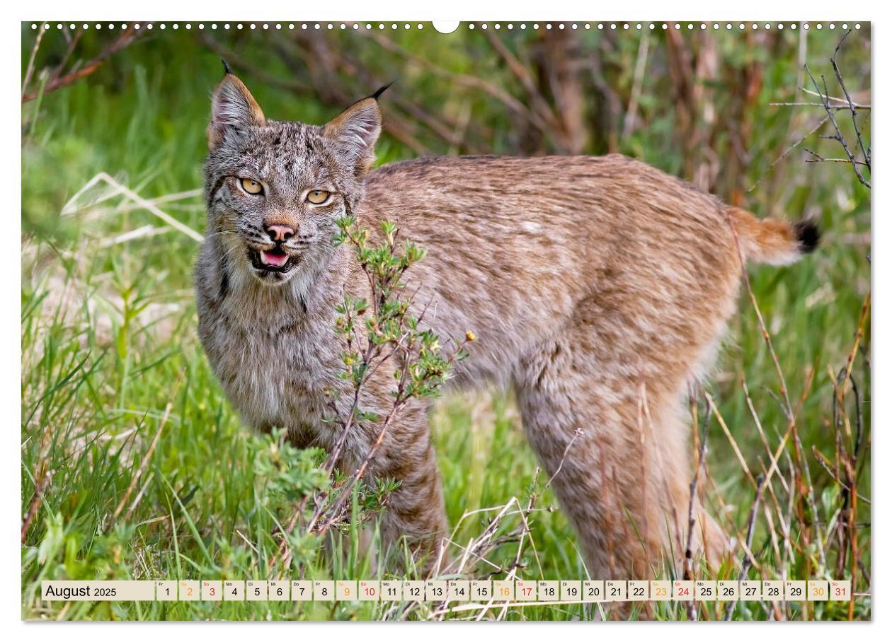 Bild: 9783435118144 | Raubkatze Luchs (Wandkalender 2025 DIN A2 quer), CALVENDO...