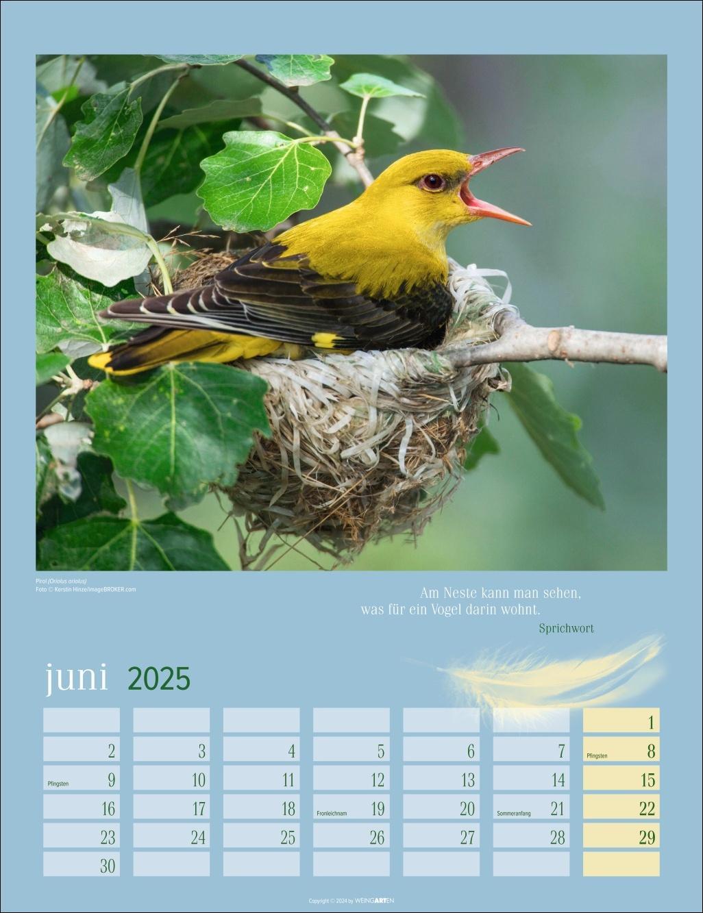 Bild: 9783839900710 | Heimische Vögel Kalender 2025 | Kalender | Spiralbindung | 14 S.