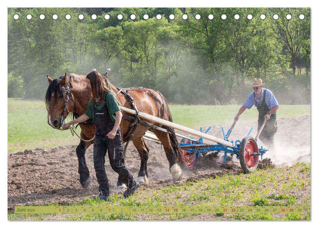 Bild: 9783435095247 | Zugpferde bei der Feldarbeit (Tischkalender 2025 DIN A5 quer),...