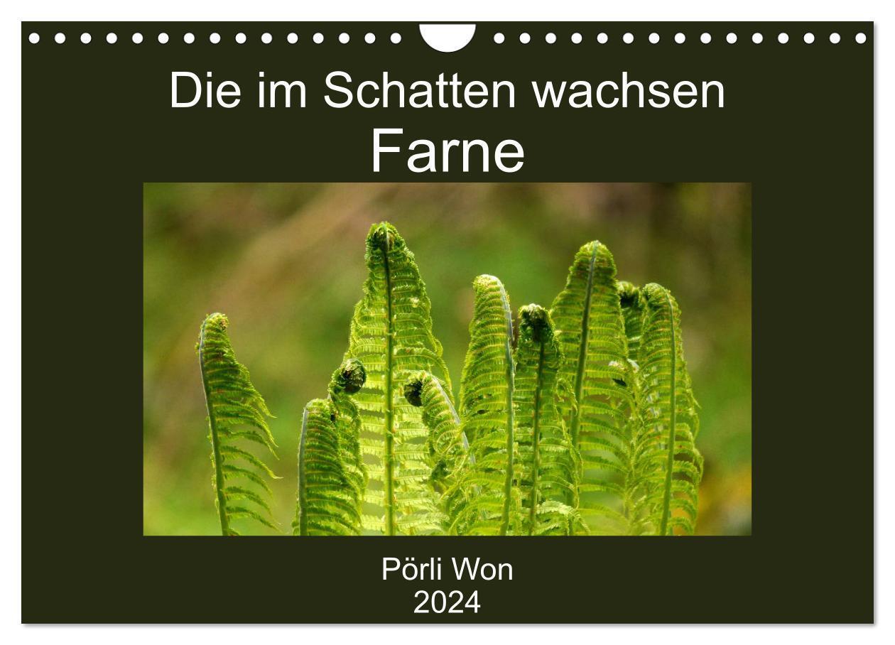 Cover: 9783383189654 | Die im Schatten wachsen - Farne (Wandkalender 2024 DIN A4 quer),...