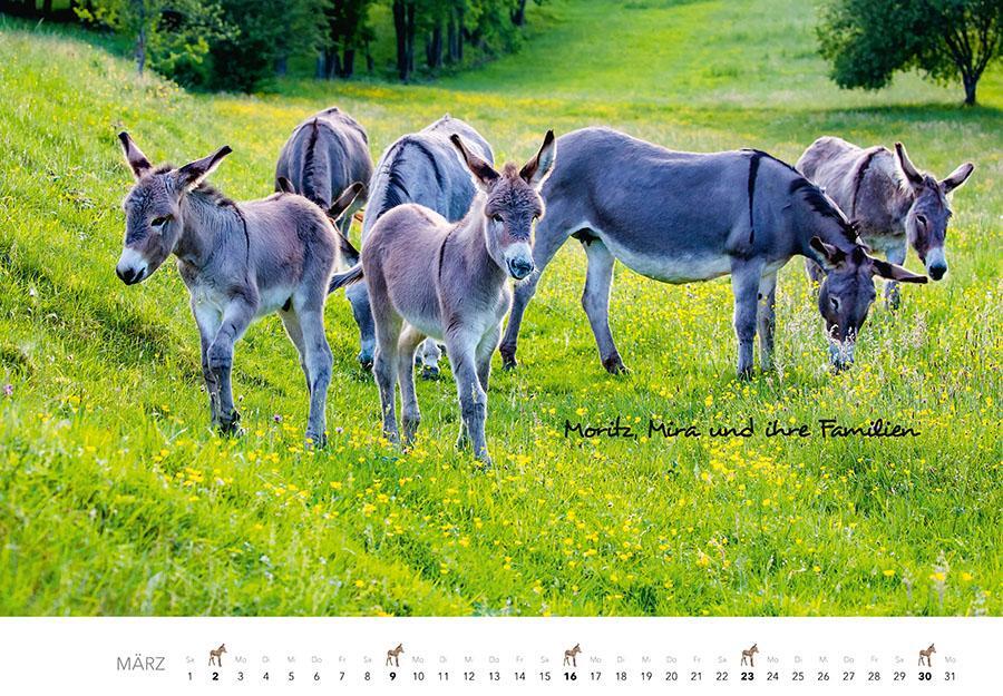 Bild: 9783966648134 | Esel Kalender 2025 | J. -L. Klein (u. a.) | Kalender | 14 S. | Deutsch