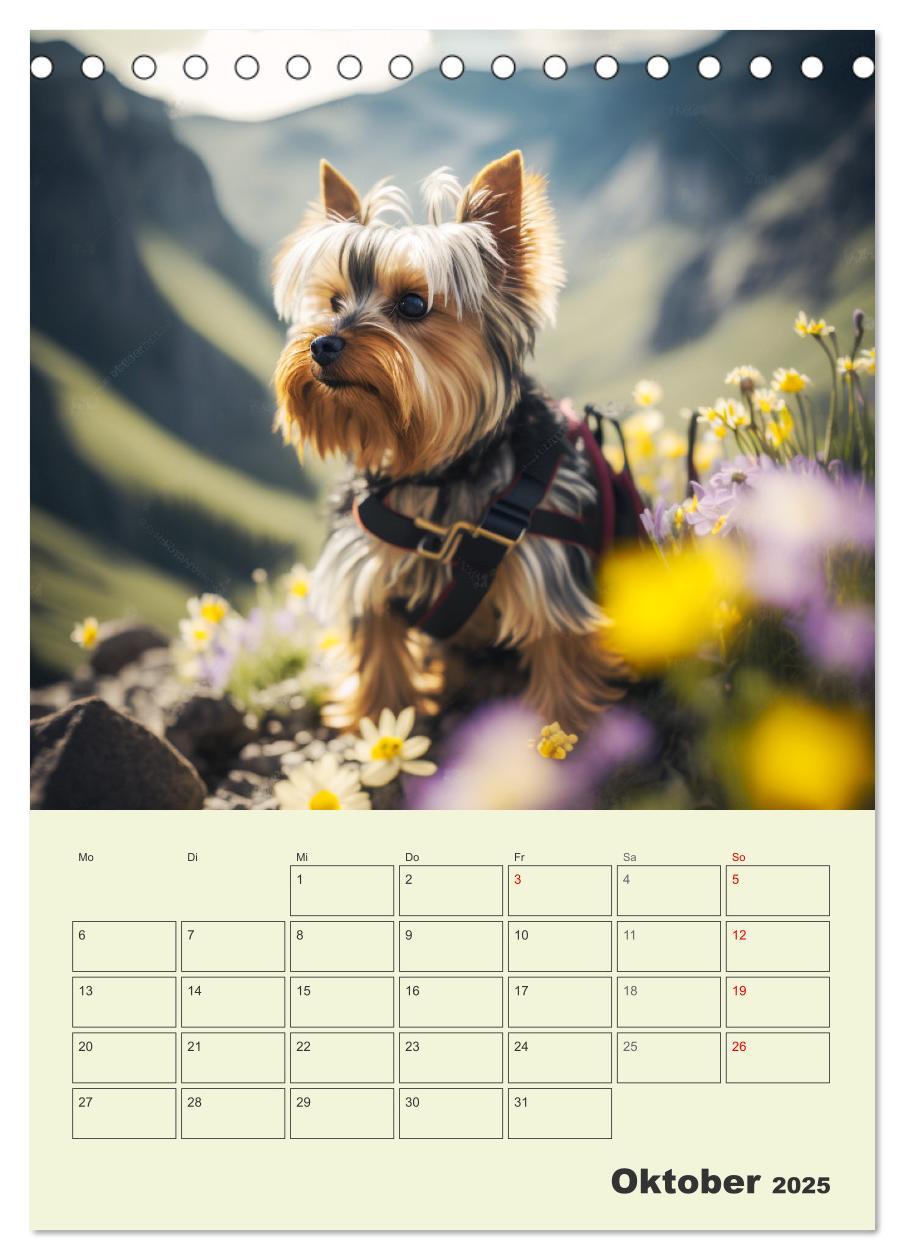 Bild: 9783435874705 | Yorkshire Terrier. Fröhliche Energiebündel in Aktion (Tischkalender...