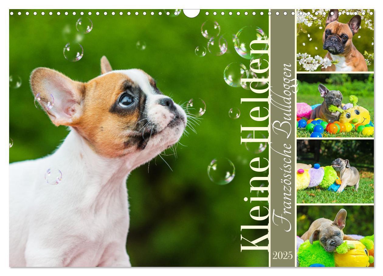 Cover: 9783457178058 | Kleine Helden - Französische Bulldoggen (Wandkalender 2025 DIN A3...