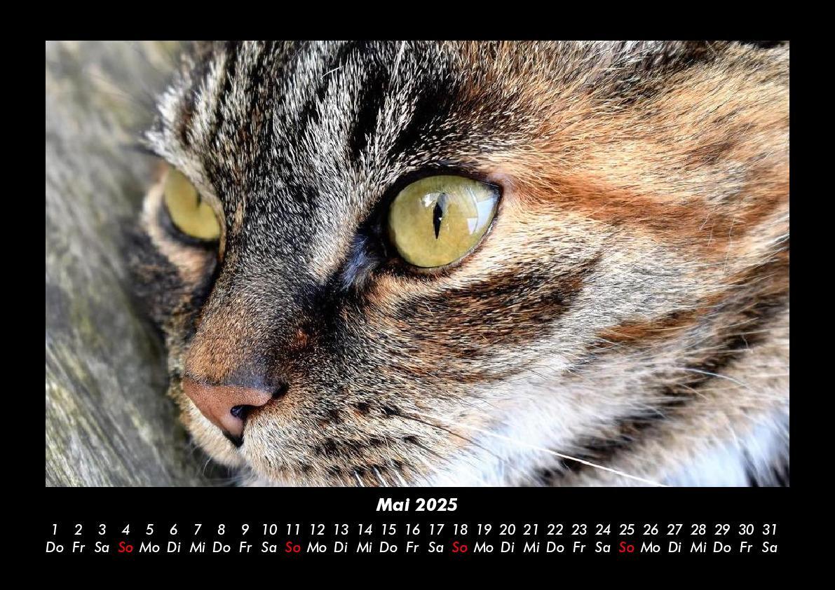 Bild: 9783755979449 | Katzen 2025 Fotokalender DIN A3 | Tobias Becker | Kalender | Kalender