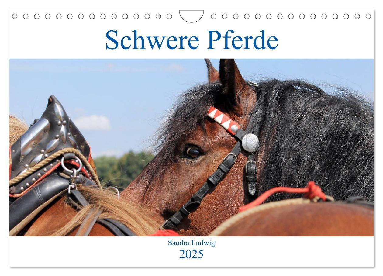 Cover: 9783435397402 | Schwere Pferde 2025 (Wandkalender 2025 DIN A4 quer), CALVENDO...