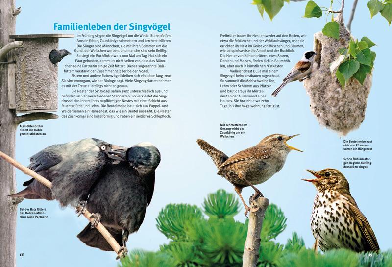 Bild: 9783866592674 | Entdecke die Singvögel | Thomas Schmidt | Buch | 56 S. | Deutsch
