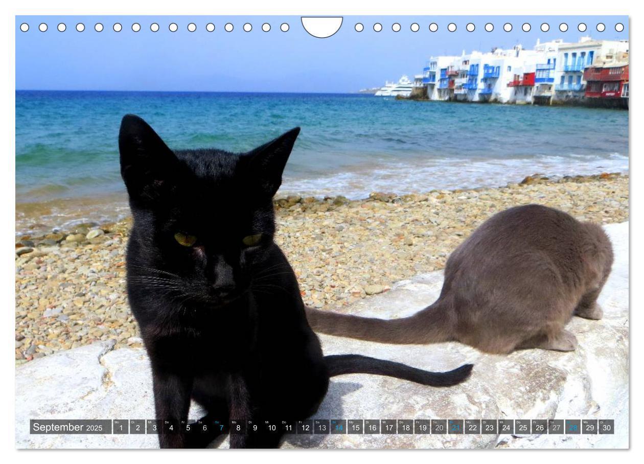 Bild: 9783435663644 | SAMTPFOTEN auf Mykonos (Wandkalender 2025 DIN A4 quer), CALVENDO...