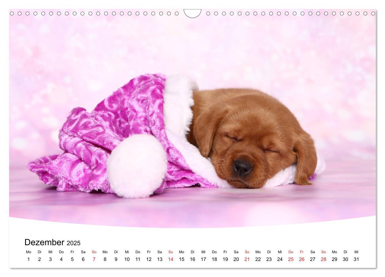 Bild: 9783435199266 | Labrador Welpen - Labrador Puppies (Wandkalender 2025 DIN A3 quer),...